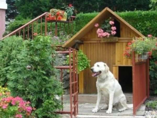 Правила дачной жизни для собаки