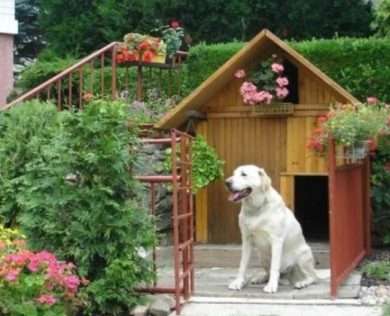 Правила дачной жизни для собаки